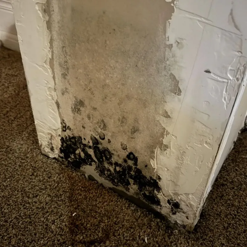 Professional Mold Removal in Newburgh, NY